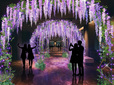 フォトスポット「藤棚エコイルミネーション」(※画像はイメージで