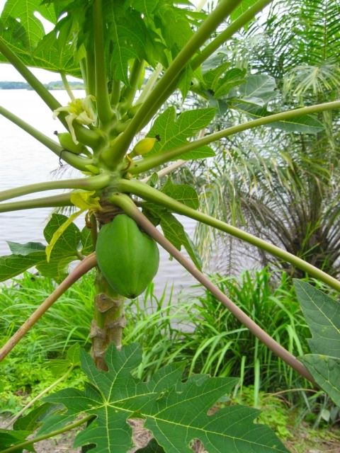 パパイヤの花と実