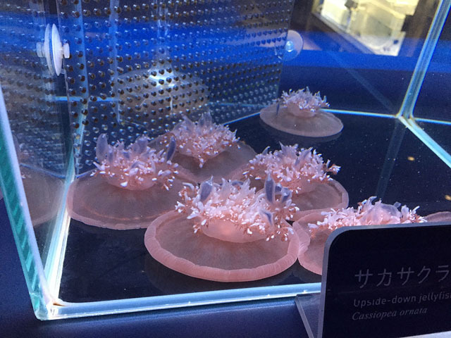 美しい! 「蜷川実花×クラゲ」の超幻想世界