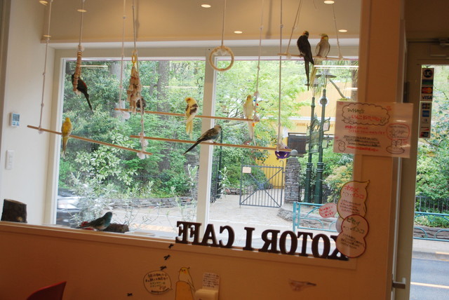 ことりカフェ/吉祥寺店・店内