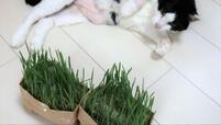 【無印良品 猫草栽培キット】成長した猫草とご対面
