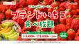 「ブランドいちご食べ放題 アールスメロン登場」＜期間：2026年4月8日～＞【【スイパラ】「すいぱらひめ」も「あまおう」も食べ放題！1stプレートに濃厚な甘さの「メロンの王様 アールスメロン」が登場！】