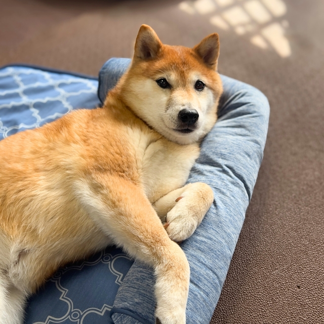 【ニトリ ペットごろ寝マット】上手に枕を使いこなす様子がなんともかわいい！