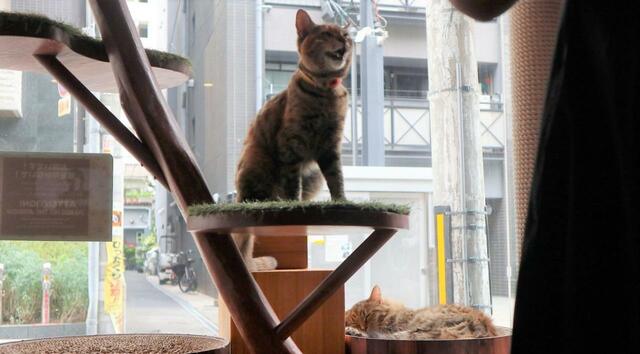 【ねこ浴場 体験レポ】遊び疲れたらサンルームでお昼寝