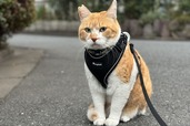 【まるいねこフェス】「チャチャ」。元ストリートキャット。勇ましい姿がSNSで人気！