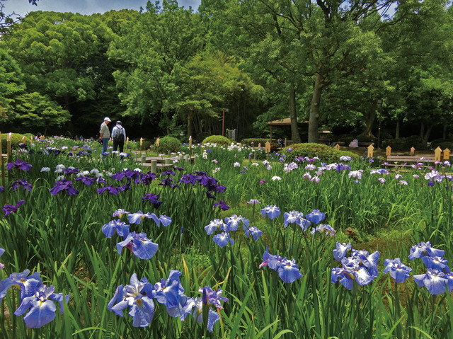ハナショウブ／6月上旬～下旬　神戸市立 須磨離宮公園【兵庫・須磨】