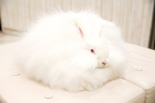 アニマルルームいけもふ／キュートで個性豊かな動物がお出迎え。