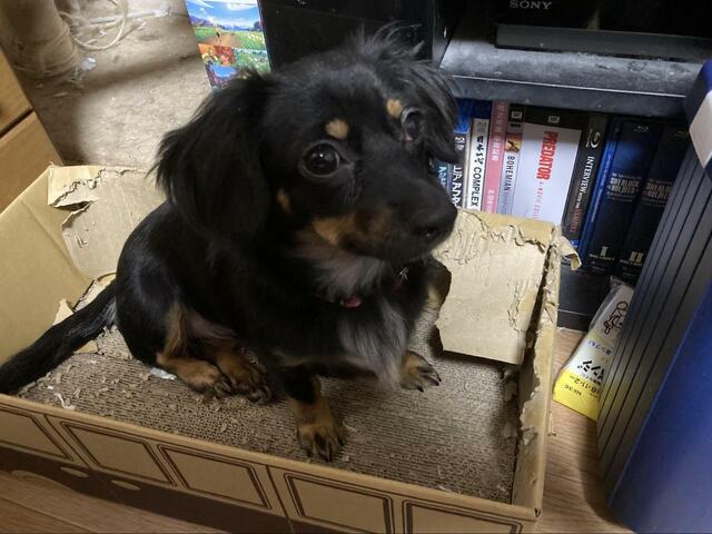 【こいぬすてっぷ】おもちゃをあげる前はゴミ箱をあさったり、箱をボロボロにしたり…やんちゃが目立つ