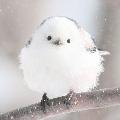 「ぼく、シマエナガ。」【春限定「ぼく、シマエナガ。」の愛らしいコラボランチ♪「京王プラザホテル札幌」に期間限定で登場!】