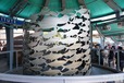 建物入り口にある魚のオブジェ