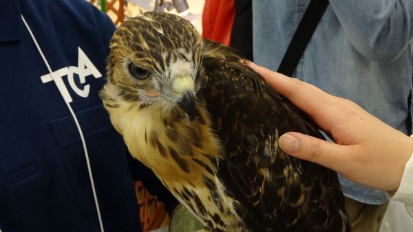 「東京レプタイルズワールド2014」に集まった動物たち