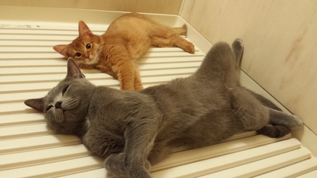 こけ助パパさんちのすずまろくんとお花ちゃん