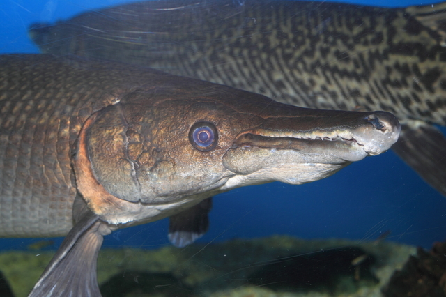 NOCTURNAL BLOODLUST　アリゲーターガー