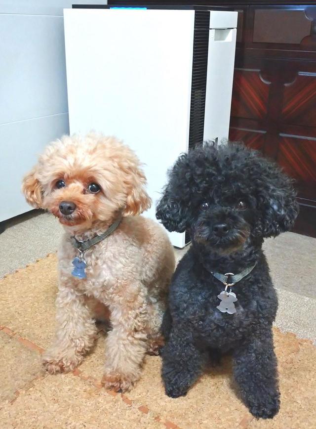 犬2匹と「次亜塩素酸 空間除菌脱臭機（ジアイーノ）F-MV4300」