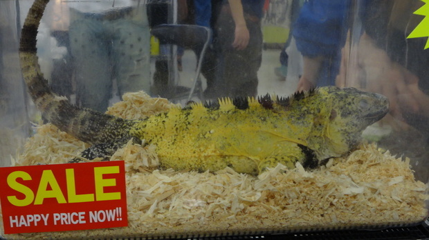 「東京レプタイルズワールド2014」に集まった動物たち