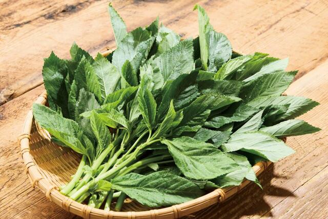 「モロヘイヤ」<期間:2025年7月16日〜8月8日>【【しゃぶしゃぶ温野菜】極み“とろろ”で楽しむ『夏野菜と厳選五種の旨みだし 山形恵み豚しゃぶ』がクーポン提示で今だけ“10%OFF”!】