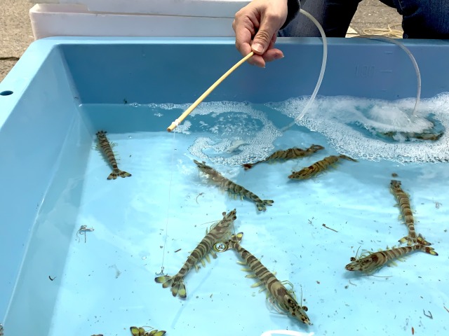 エビ釣りにチャレンジ！