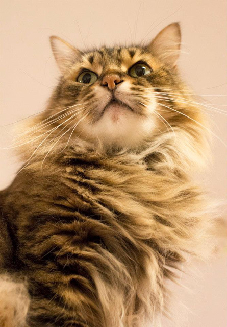 カメラ女子が撮影した“ふわふわ＆もふもふ”の猫たち