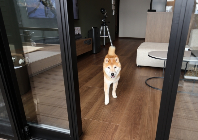 【Rakuten STAY FUJIMI TERRACE 箱根芦ノ湖】愛犬は広々とした客室でご機嫌です