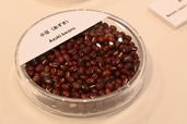 【とらや特別展】「小豆」