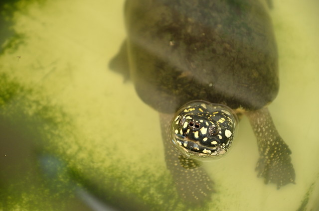 顔や四肢のきれいな模様が特徴の「ハミルトンガメ」