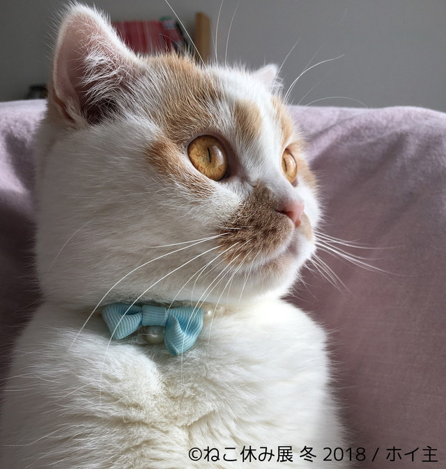 ホイップ(ホイ主)