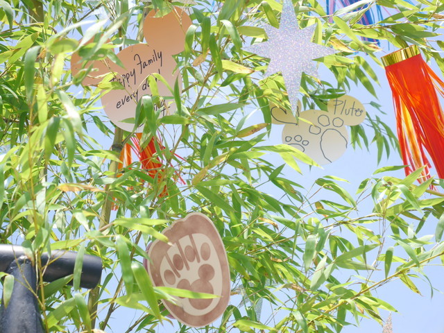 東京ディズニーシー「ディズニー七夕デイズ」