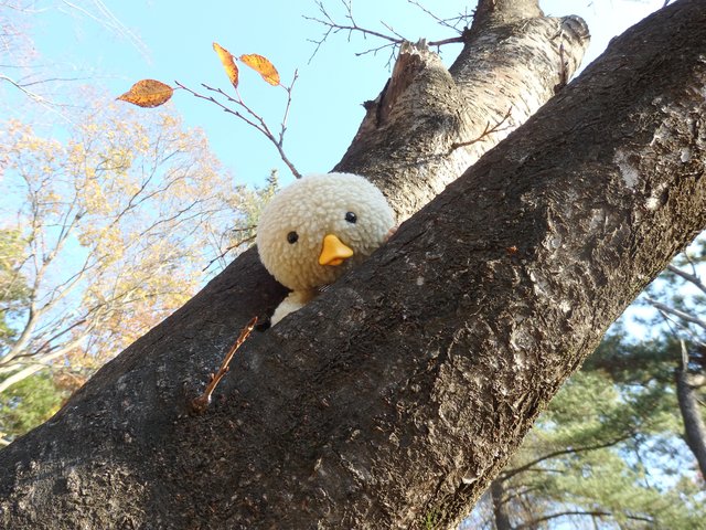 トガリくん日常風写真も撮れちゃいます！