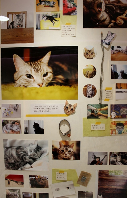 可愛くてキュンキュンする「吉祥寺ねこ祭り」の猫たち