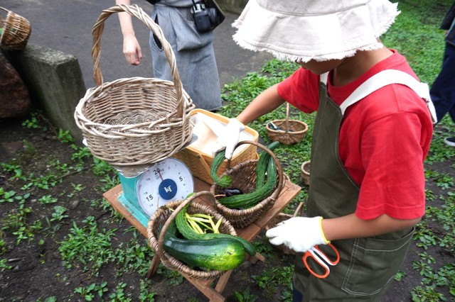 【リゾナーレ那須】収穫した野菜の重さを測る