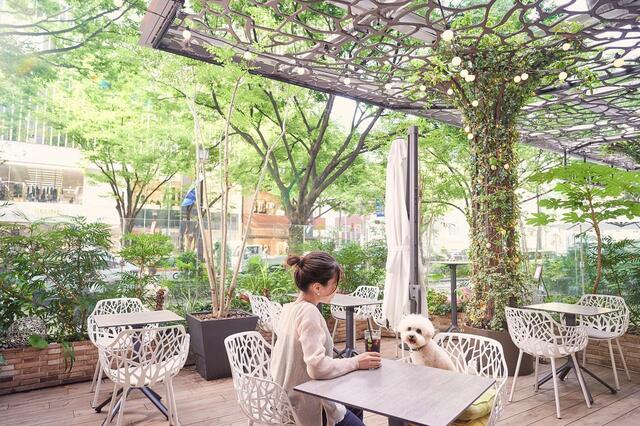 「ドッグフレンドリーエリア」＜2024年3月5日（火）～4月23日（火）＞【ザ ストリングス 表参道ストロベリーガーデン アフタヌーンティー】