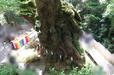 來宮神社の大楠を上から見られる望台から