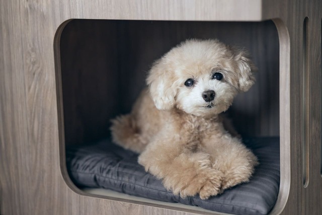 【フランスペット】「ペット ステップベンチ」