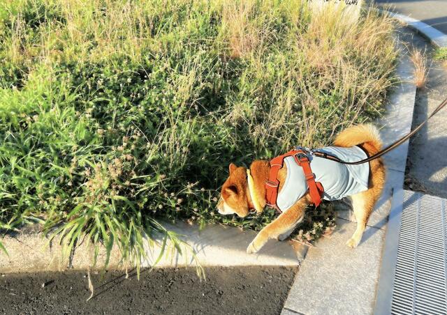 【カインズ 不快害虫から愛犬を守るサマーウェア】虫の多い場所でも安心