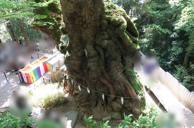 來宮神社の大楠を上から見られる望台から