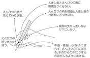 鉛筆の持ち方