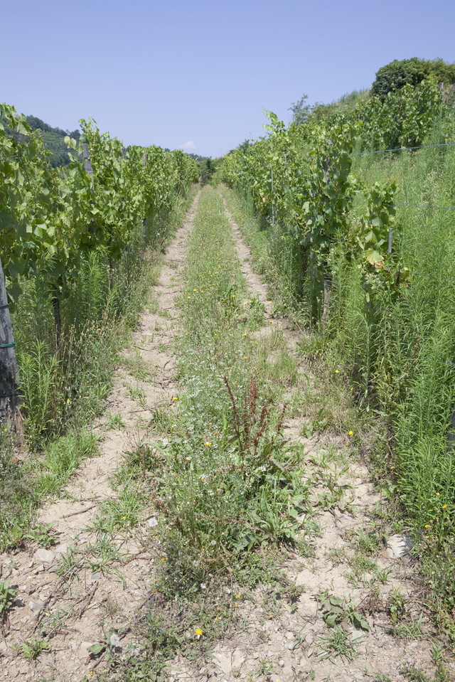 モヴィアのブドウ畑