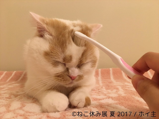 ねこ休み展 夏 2017