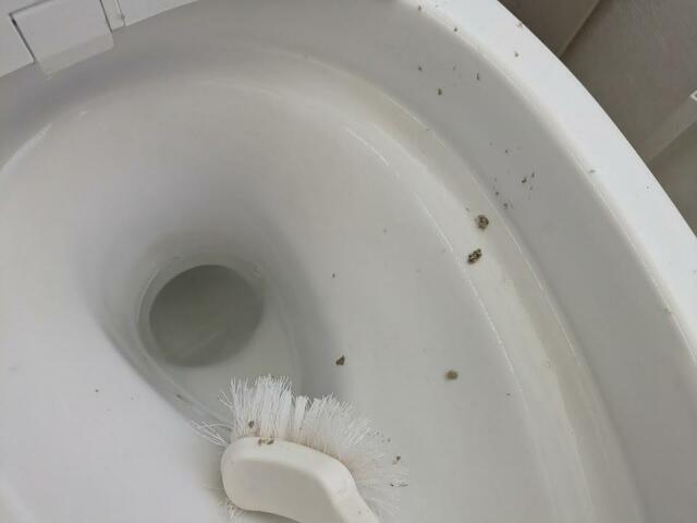 【アイリスオーヤマ スチームクリーナーハンディタイプ（STM-305R-C）】便器のふち裏にアングルノズルでスチームを当て、ブラシでかき出すと普段掃除できていなかった汚れがたくさん取れて感動…！