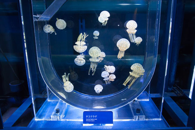 美しい! 「蜷川実花×クラゲ」の超幻想世界