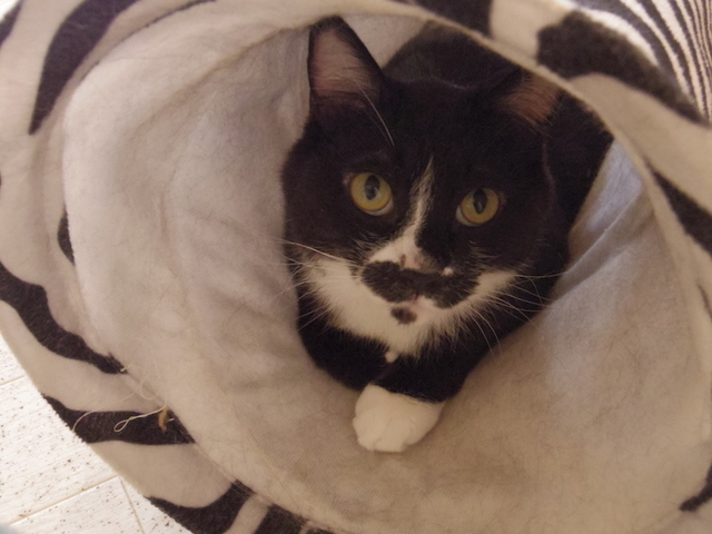 トンネルの中からこんにちは