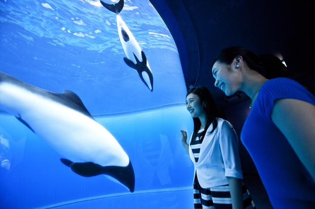 関東ではここだけでしか観られないイロワケイルカは必見!