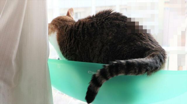 【キャティーマン 絶景リゾートベッド】ゆっくり抱っこして中に入れてみた