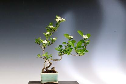 家でも外でも愛用中！ 植物の美しい瞬間を撮るために揃えた「カメラと 