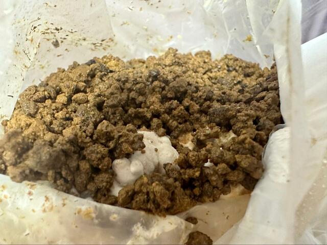 【森のきのこ倶楽部 もりのえりんぎ農園 栽培キット】2週間ほど経つとこんな芽が出てきます