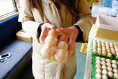 千葉鉄道旅/「いすみポッポの丘」の新鮮なたまご