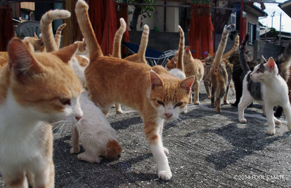 猫島 そこは本当に 猫の楽園 0匹の猫が暮らす愛媛 青島 写真満載 1 4 ウレぴあ総研