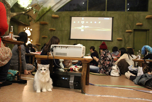 可愛くてキュンキュンする「吉祥寺ねこ祭り」の猫たち