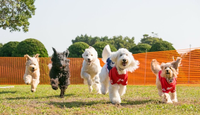 ドッグランイメージ