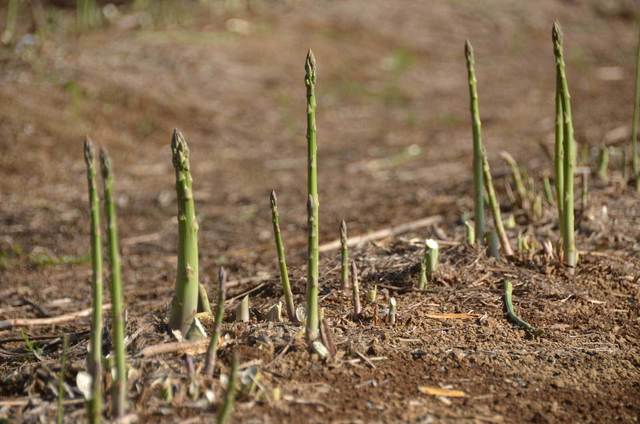 朝採りアスパラは、都会のスーパーで売っているものとは別次元のやわらかさ。太ければ太いほど、みずみずしくて美味しい!